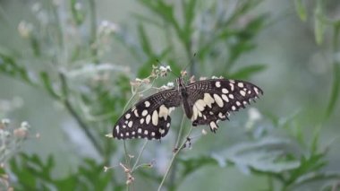 Doğal habitatına çiçek bitkiler üzerinde oturan ortak bir kireç kelebek güzel video.