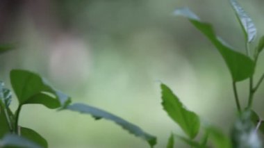 Doğal habitatta çiçek fabrikasında oturan bir Hint Jezebel kelebek güzel video