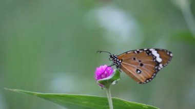 Çiçek fabrikasında oturan Plain Tiger Butterfly 'ın bir videosu ve doğal habitatına kendini besliyor 