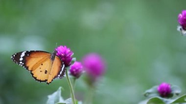 Çiçek fabrikasında oturan Plain Tiger Butterfly 'ın bir videosu ve doğal habitatına kendini besliyor 