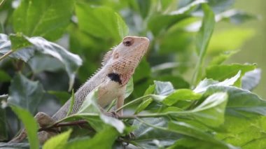 Doğal habitatına parkta bir bitkinin yaprakları üzerinde oturan bir Garden Lizard bir video