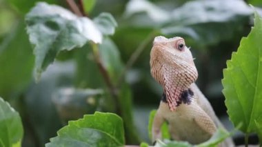 Doğal habitatına parkta bir bitkinin yaprakları üzerinde oturan bir Garden Lizard bir video