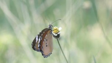 Çiçek fabrikasında oturan Plain Tiger Butterfly 'ın bir videosu ve doğal habitatına kendini besliyor 
