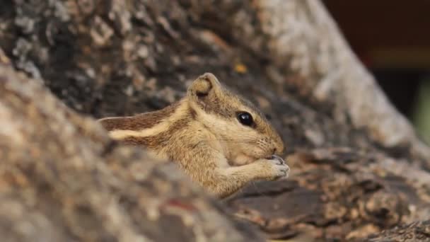Une séquence vidéo d'un écureuil dans son habitat naturel .