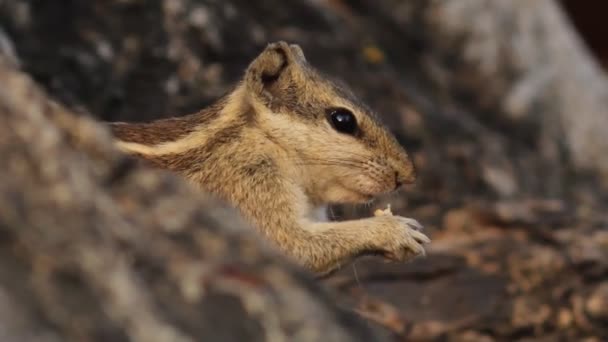 Video Film Ekorre Sin Naturliga Miljö — Stockvideo