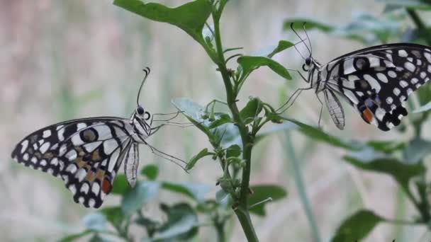 その自然の生息地で花の植物に座っている一般的なライム蝶の美しいビデオ — ストック動画