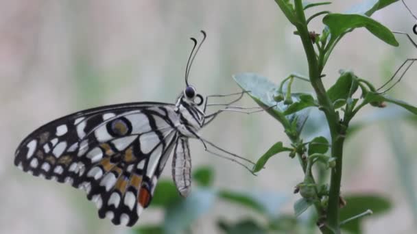 一个共同的石灰蝴蝶坐在花植物在它的自然栖息地的美丽的录影 — 图库视频影像