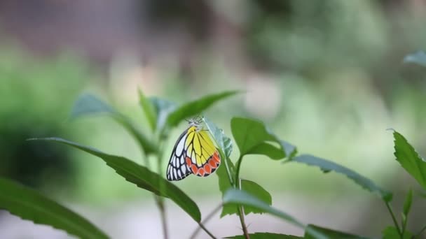 美丽的视频 一个印度耶洗别蝴蝶坐在花卉植物在其自然栖息地 — 图库视频影像
