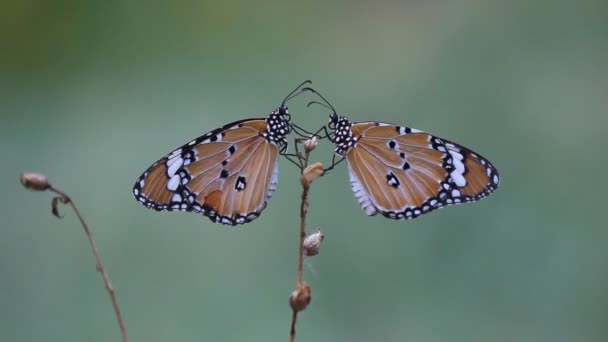 Video Plain Tiger Butterfly Sentado Planta Flores Alimentándose Hábitat Natural — Vídeo de stock