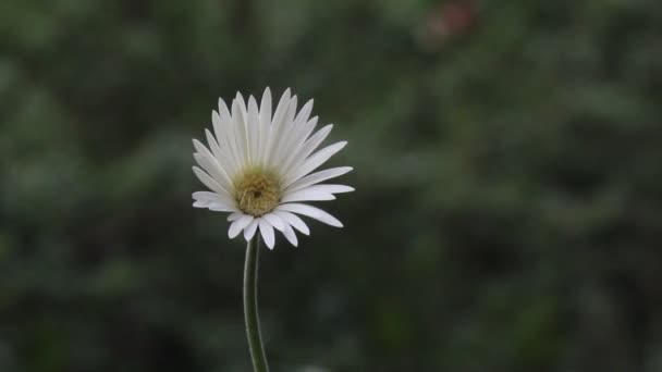 美丽的视频花绽放如此明亮的花园与一个漂亮的柔软的背景 — 图库视频影像