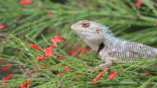 Video Garden Lizard Sitter Bladen Planta Parken Sin Naturliga Miljö — Stockvideo