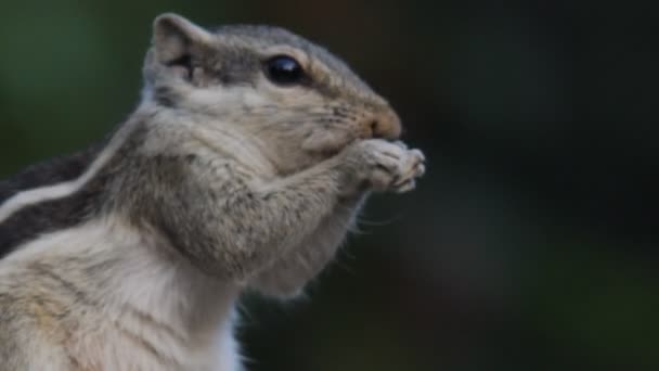 Videoaufnahmen Eines Eichhörnchens Seinem Natürlichen Lebensraum — Stockvideo