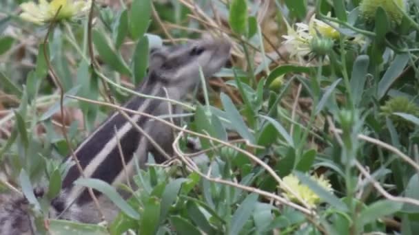 Video Uno Scoiattolo Nel Suo Habitat Naturale — Video Stock