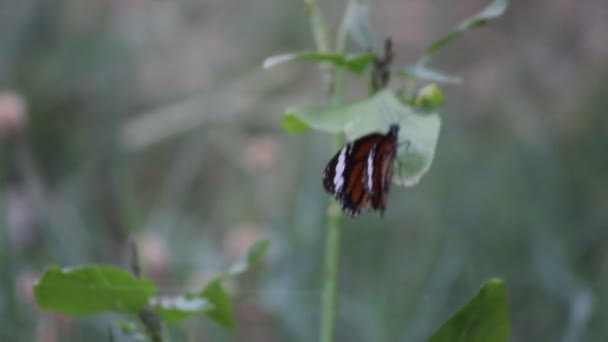 Vídeo Plain Tiger Butterfly Sentado Planta Flor Alimentando Seu Habitat — Vídeo de Stock