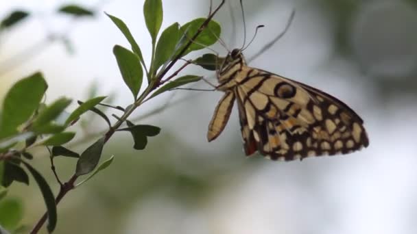 Bellissimo Video Una Comune Farfalla Calce Seduta Sulle Piante Dei — Video Stock
