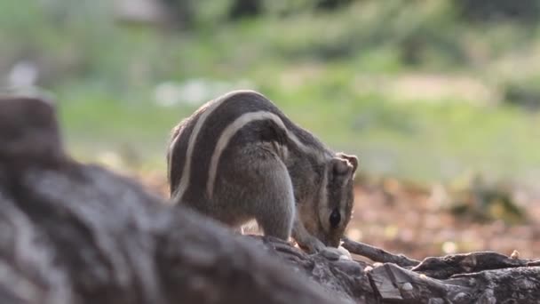 Une Séquence Vidéo Écureuil Dans Son Habitat Naturel — Video