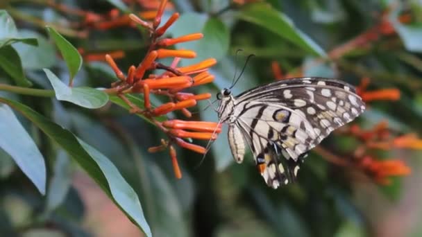 Beautiful Video Common Lime Butterfly Sitting Flower Plants Its Natural — Stock Video