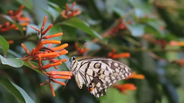 Hermoso Video Una Mariposa Común Lima Sentada Sobre Las Plantas — Vídeos de Stock