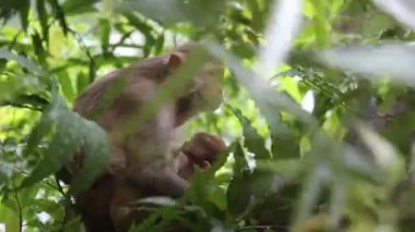 Bir anne maymun ve onun bebek vahşi ağaçta oturan