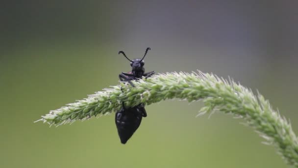 Beetle Bug Wiszące Kwiat Ładne Miękkie Tło Przenoszenie Wiatrem — Wideo stockowe