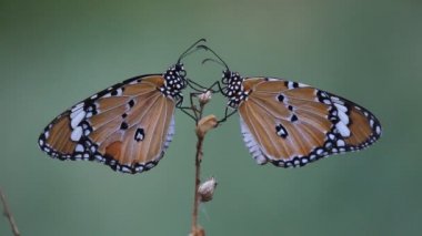 Çiçek fabrikasında oturan Plain Tiger Butterfly 'ın bir videosu ve doğal habitatına kendini besliyor 