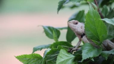 Doğal habitatına parkta bir bitkinin yaprakları üzerinde oturan bir Garden Lizard bir video