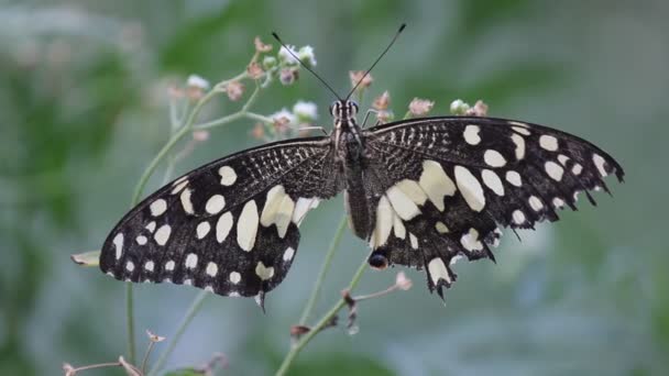 Piękne Wideo Wspólnego Wapna Motyl Siedzi Roślinach Kwiatowych Jego Naturalnym — Wideo stockowe