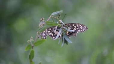 Doğal habitatına çiçek bitkiler üzerinde oturan ortak bir kireç kelebek güzel video.