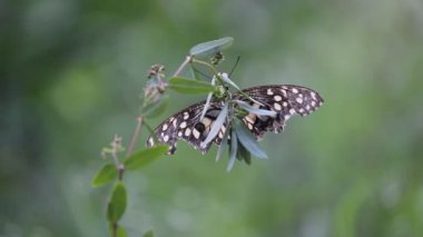 Doğal habitatına çiçek bitkiler üzerinde oturan ortak bir kireç kelebek güzel video.