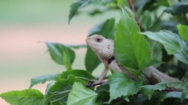 Doğal habitatına parkta bir bitkinin yaprakları üzerinde oturan bir Garden Lizard bir video