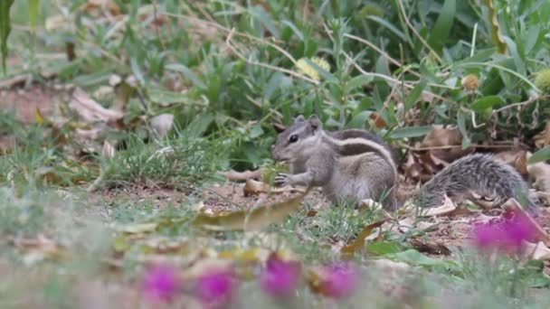 Video Footage Squirrel Its Natural Habitat — Stock Video