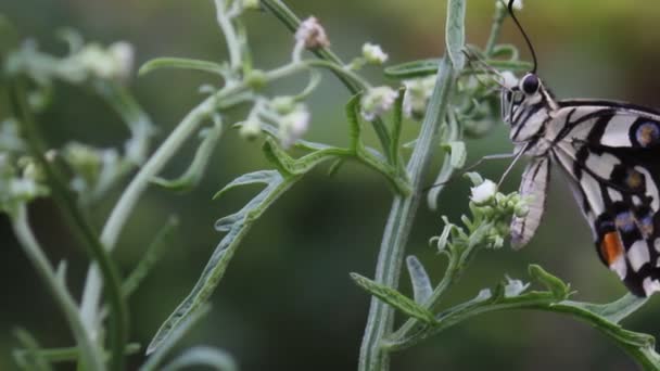 Mooie Video Van Een Gemeenschappelijke Limoen Vlinder Zittend Bloemplanten Zijn — Stockvideo