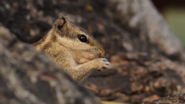Videoaufnahmen Eines Eichhörnchens Seinem Natürlichen Lebensraum — Stockvideo