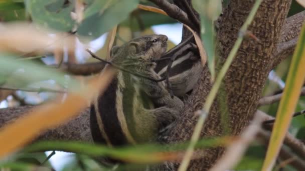 Een Videobeelden Van Een Eekhoorn Zijn Natuurlijke Habitat — Stockvideo