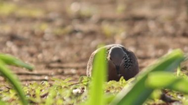 Doğal habitatına sahip bir Dove videosu