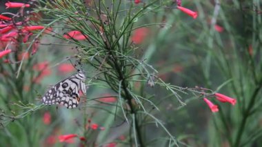 Doğal habitatına çiçek bitkiler üzerinde oturan ortak bir kireç kelebek güzel video.
