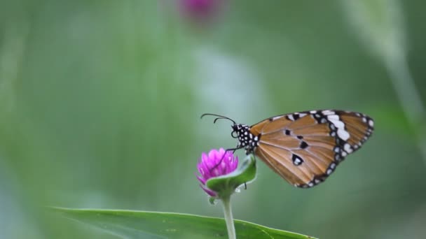 花の植物に座って その自然の生息地で自分自身を養うプレーンタイガーバタフライのビデオ — ストック動画