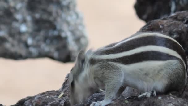 Doğal Habitatta Bir Sincap Video Görüntüleri — Stok video
