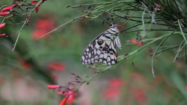 Hermoso Video Una Mariposa Común Lima Sentada Sobre Las Plantas — Vídeo de stock