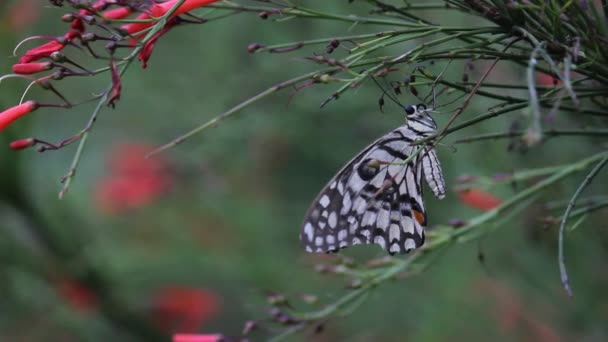 Hermoso Video Una Mariposa Común Lima Sentada Sobre Las Plantas — Vídeo de stock