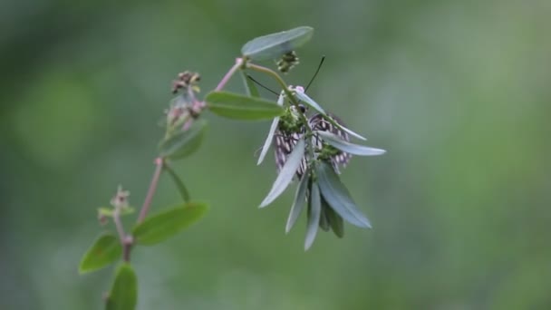 Hermoso Video Una Mariposa Común Lima Sentada Sobre Las Plantas — Vídeo de stock