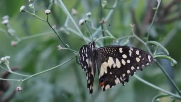 一个共同的石灰蝴蝶坐在花植物在它的自然栖息地的美丽的录影 — 图库视频影像