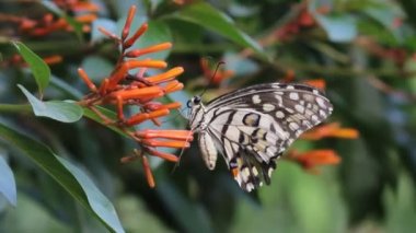 Springtime sırasında doğal habitatına çiçek bitkiler üzerinde oturan ortak bir kireç kelebek güzel video