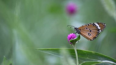 Çiçek fabrikasında oturan Plain Tiger Butterfly 'ın bir videosu ve doğal habitatına kendini besliyor 