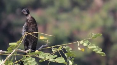 Doğal habitatta bir ağacın dalında oturan bir kuş