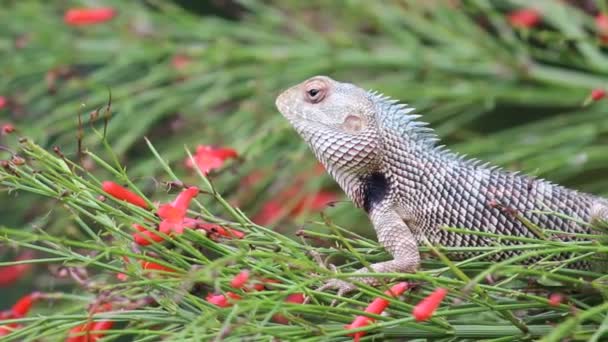 Video Lagarto Jardín Sentado Sobre Las Hojas Una Planta Parque — Vídeos de Stock