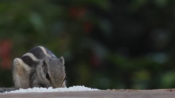 Video Uno Scoiattolo Nel Suo Habitat Naturale — Video Stock