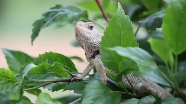 Doğal habitatına parkta bir bitkinin yaprakları üzerinde oturan bir Garden Lizard bir video