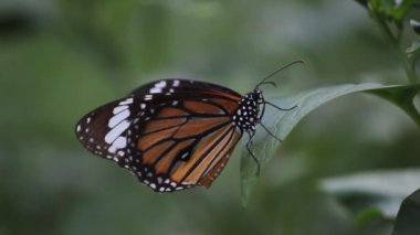The Monarch Butterfly 'ın çiçek fabrikasında oturan bir videosu