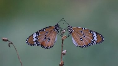 Çiçek fabrikasında oturan Plain Tiger Butterfly 'ın bir videosu ve doğal habitatına kendini besliyor 